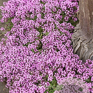 Thymus praecox 'Minor' GM P9