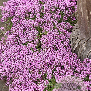 Thymus praecox 'Minor' GM P9