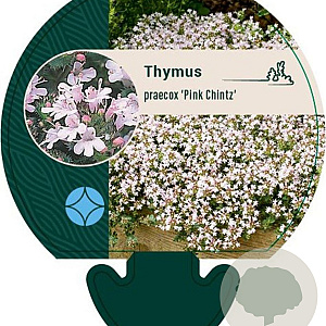 Thymus praecox 'Pink Chintz' GM P9