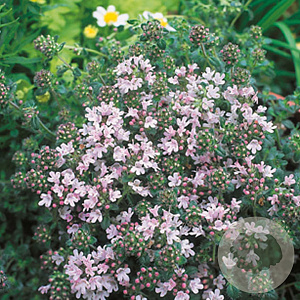 Thymus praecox 'Pink Chintz' GM P9