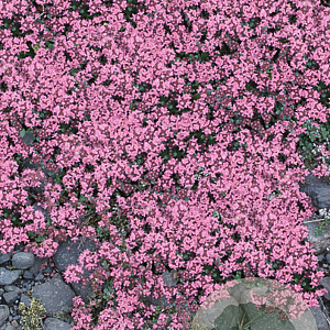 Thymus praecox 'Pink Chintz' GM P9