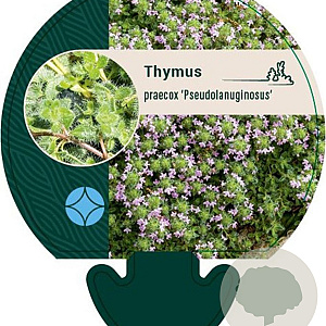Thymus praecox 'Pseudolanuginosus' GM P9