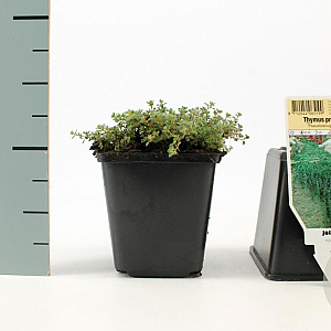 Thymus praecox 'Pseudolanuginosus' GM P9