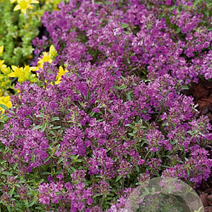 Thymus praecox 'Purple Beauty' GM P9