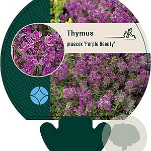 Thymus praecox 'Purple Beauty' GM P9
