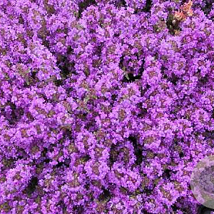 Thymus praecox 'Purple Beauty' GM P9