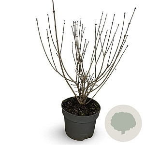 Syringa meyeri 'Palibin' 40-50 cm 4,0L