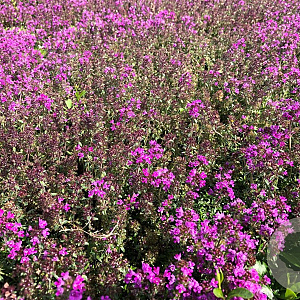 Thymus praecox 'Red Carpet' GM P9