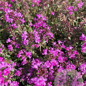 Thymus praecox 'Red Carpet' GM P9