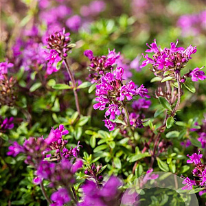 Thymus praecox 'Red Carpet' GM P9