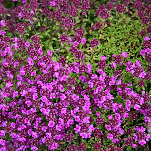 Thymus praecox 'Red Carpet' GM P9