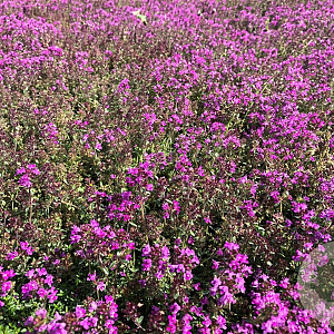 Thymus praecox 'Red Carpet' GM P9