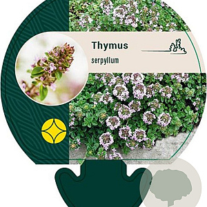 Thymus serpyllum GM P9