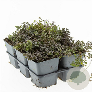 Thymus serpyllum GM P9