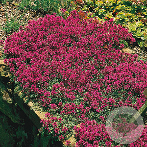 Thymus serpyllum GM P9