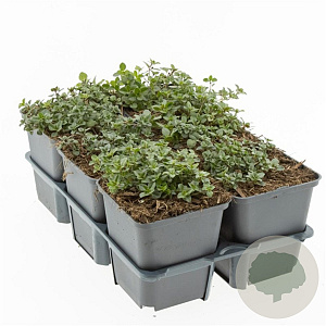 Thymus serpyllum GM P9