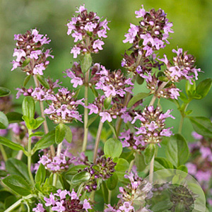 Thymus serpyllum GM P9