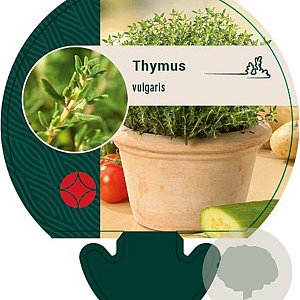 Thymus vulgaris GM P9