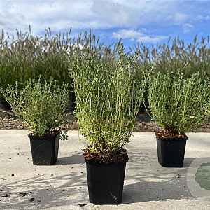 Thymus vulgaris GM P9