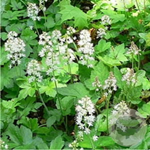 Tiarella cordifolia GM P9