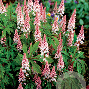 Tiarella 'Pink Skyrocket' GM P9