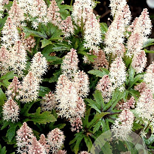 Tiarella 'Pink Skyrocket' GM P9