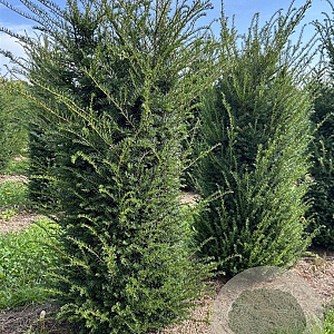 Taxus baccata 150-175 cm draadkluit