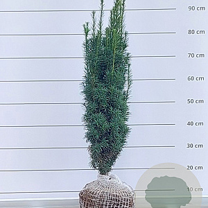 Taxus b. 'Fastigiata' 70-80 cm met kluit