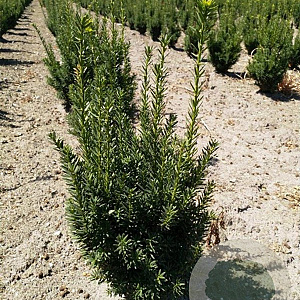 Taxus media 'Hillii' 40-50 cm met kluit