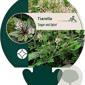 Tiarella 'Sugar and Spice' GM P9