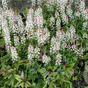 Tiarella 'Sugar and Spice' GM P9