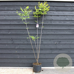 Tetradium daniellii 60-80 cm 20L extra