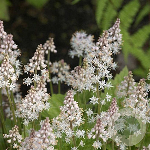 Tiarella 'Tiger Stripe' GM P9