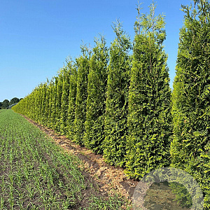 Thuja occ. 'Brabant' 300-350 cm draadkluit