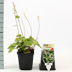 Tiarella wherryi GM P9