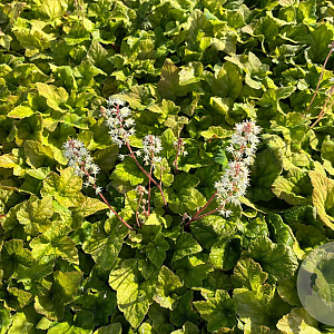 Tiarella wherryi GM P9