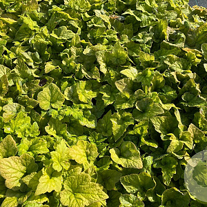 Tiarella wherryi GM P9