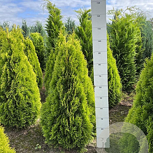Thuja occ. Golden Smaragd 80-100 cm met kluit