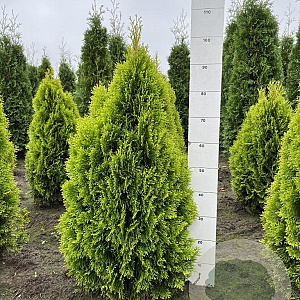Thuja occ. Golden Smaragd 80-100 cm met kluit