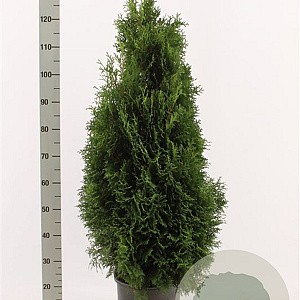 Thuja occ. 'Holmstrup' 120-140 cm met kluit