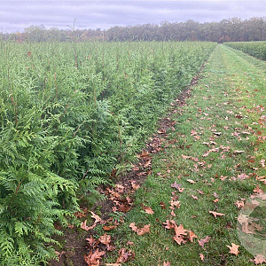 Thuja pl. 'Excelsa' 125-150 cm met kluit