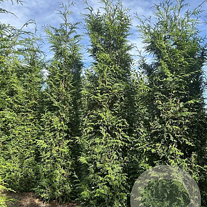 Thuja pl. 'Excelsa' 250-300 cm draadkluit