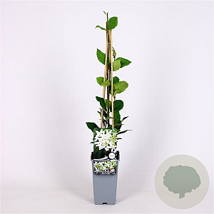Trachelospermum jasminoides 70 cm 2,0L
