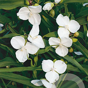 Tradescantia (A) 'Innocence' GM P9