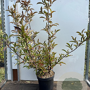 Viburnum bodn. 'Charles Lamont' 80-100 cm 7,5L