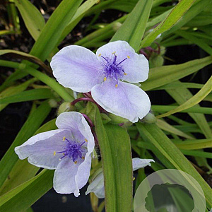 Tradescantia (A) 'J.C. Weguelin' GM P9