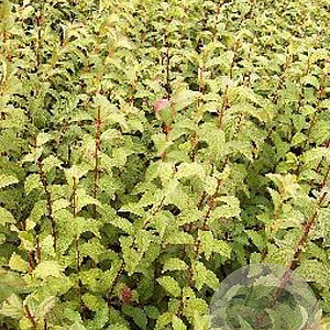 Viburnum farreri 80-100 cm met kluit