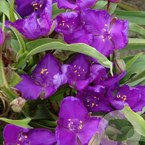 Tradescantia (A) 'Leonora' GM P9