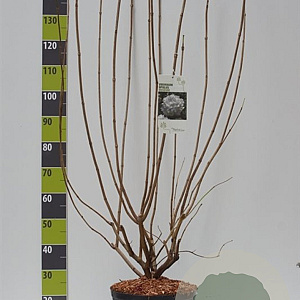 Viburnum opulus 'Roseum' 100-125 cm 12L