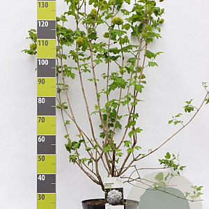 Viburnum opulus 'Roseum' 100-125 cm 12L